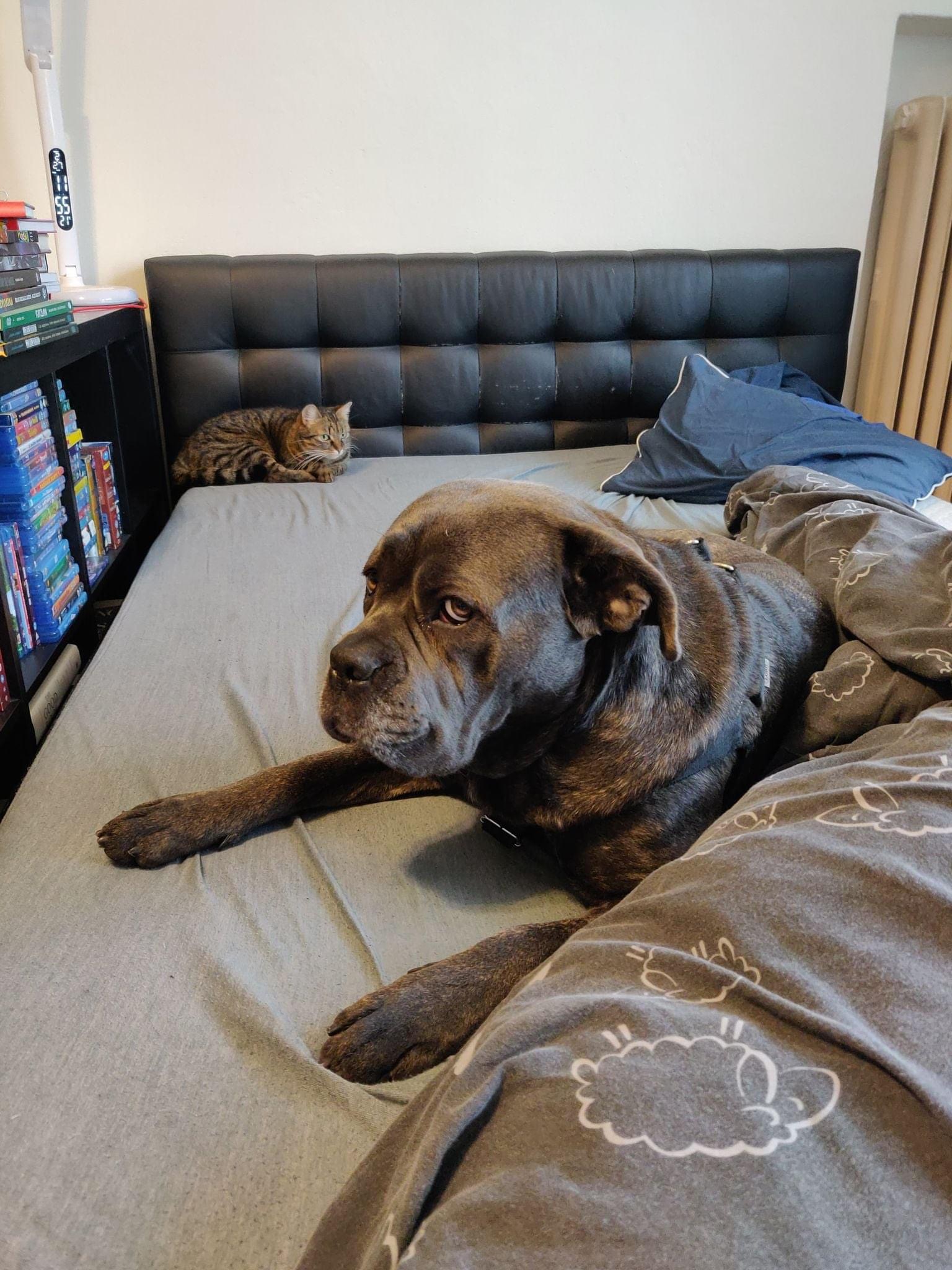 Kiara - 3 latka uparty tuliś ❤️