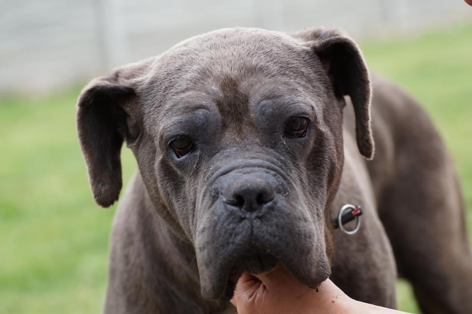 Coffi - też od pseuduchów z tego samego bagna co Mafia - nasi drodzy parafianie ?