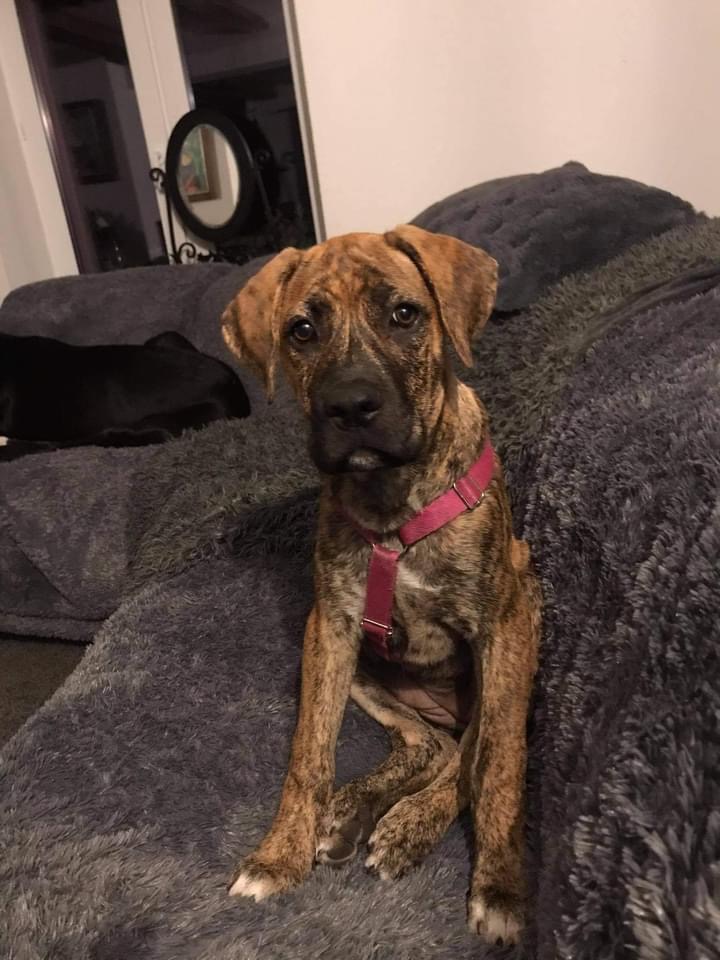 Lilka - psi dziecię zawitało u nas … 