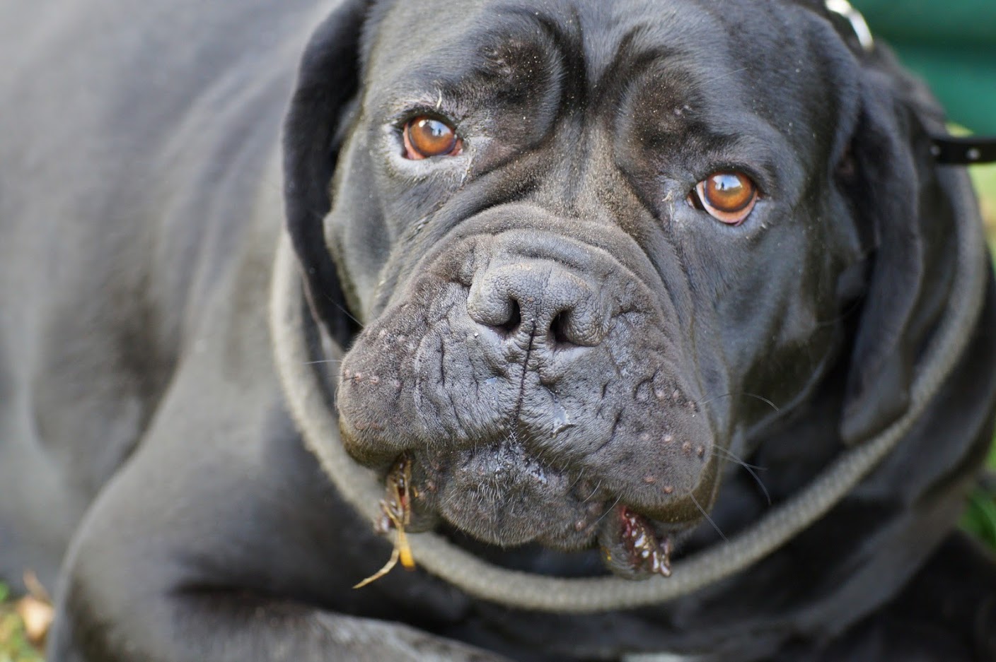 DLACZEGO PIES STWARZA PROBLEMY ..trochę o nas i o nich 