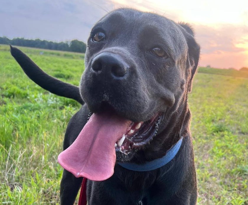 Greta - woj.łódzkie Hotelik pod Łaskiem - adopcja wirtualna w Fundacji Cane Corso Rescue Poland