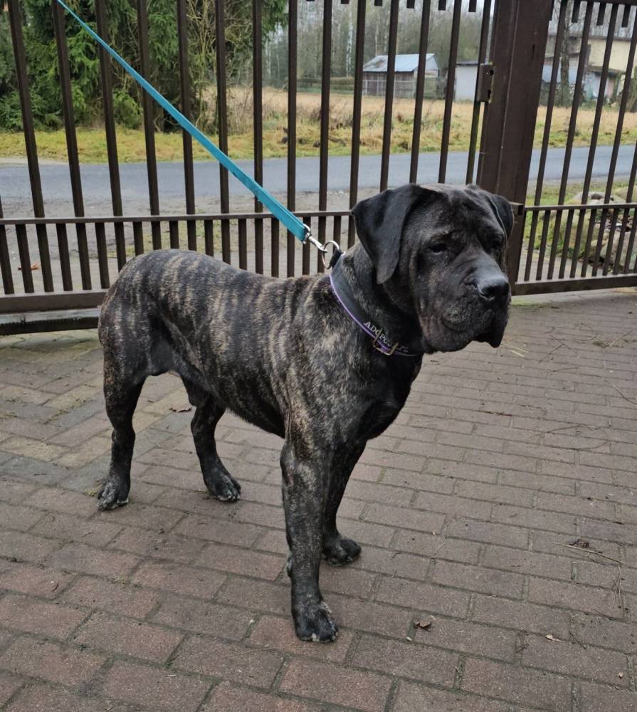 Bohun - hotelik koło Łasku - adopcja wirtualna w Fundacji Cane Corso Rescue Poland