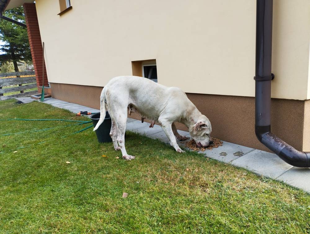 Dasza - adopcja wirtualna w Fundacji Cane Corso Rescue Poland