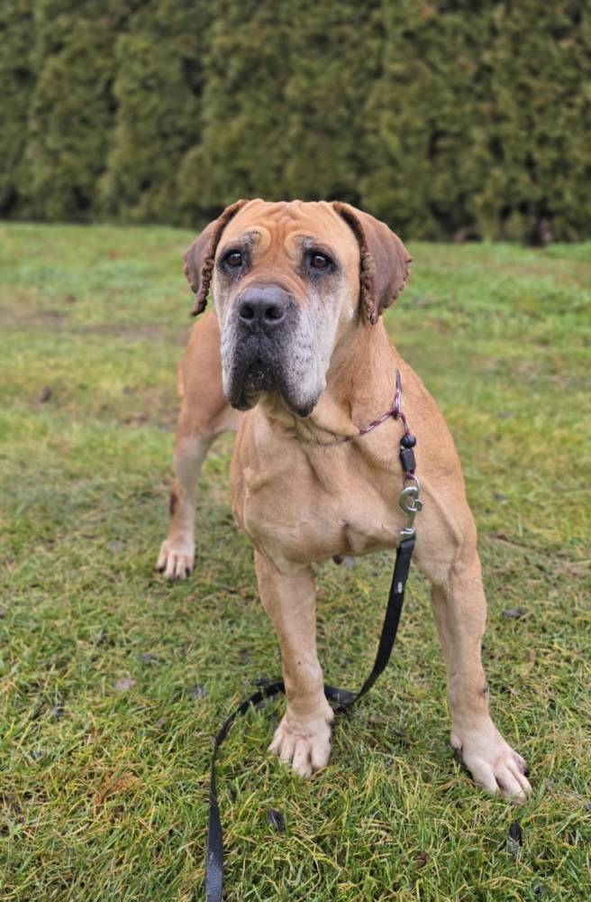 Salsa - DT Kraków - adopcja wirtualna w Fundacji Cane Corso Rescue Poland