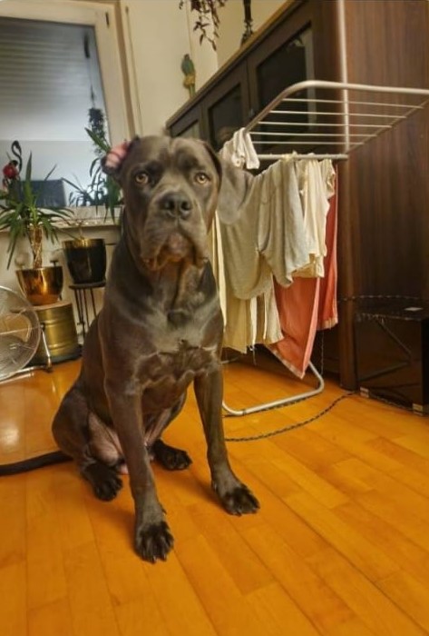 Vektor - adopcja wirtualna w Fundacji Cane Corso Rescue Poland