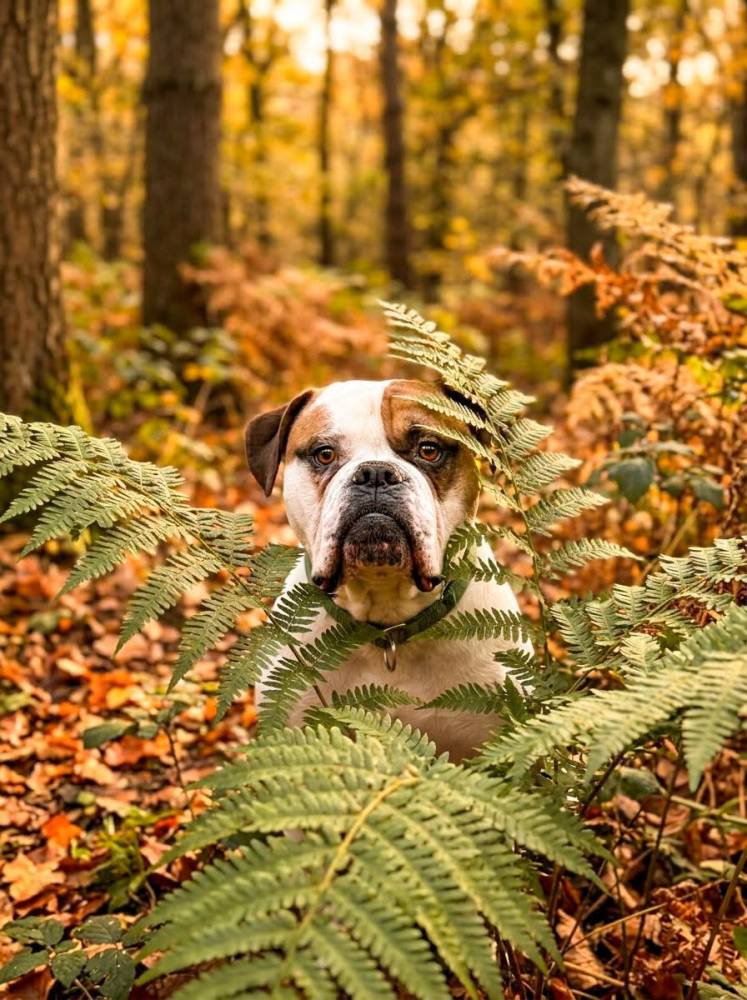 Bimber - hotel pod Wielbarkiem - adopcja wirtualna w Fundacji Cane Corso Rescue Poland