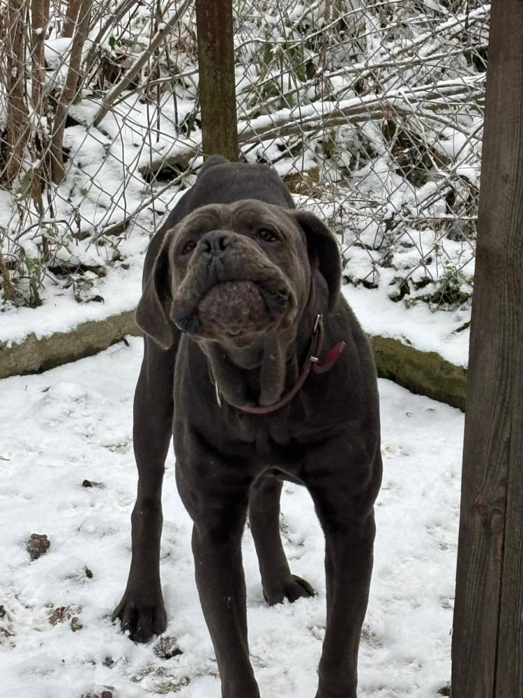 Carmelka hotel pod Wielbarkiem. - adopcja wirtualna w Fundacji Cane Corso Rescue Poland