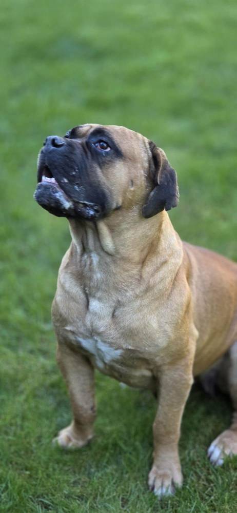 Docia - adopcja wirtualna w Fundacji Cane Corso Rescue Poland